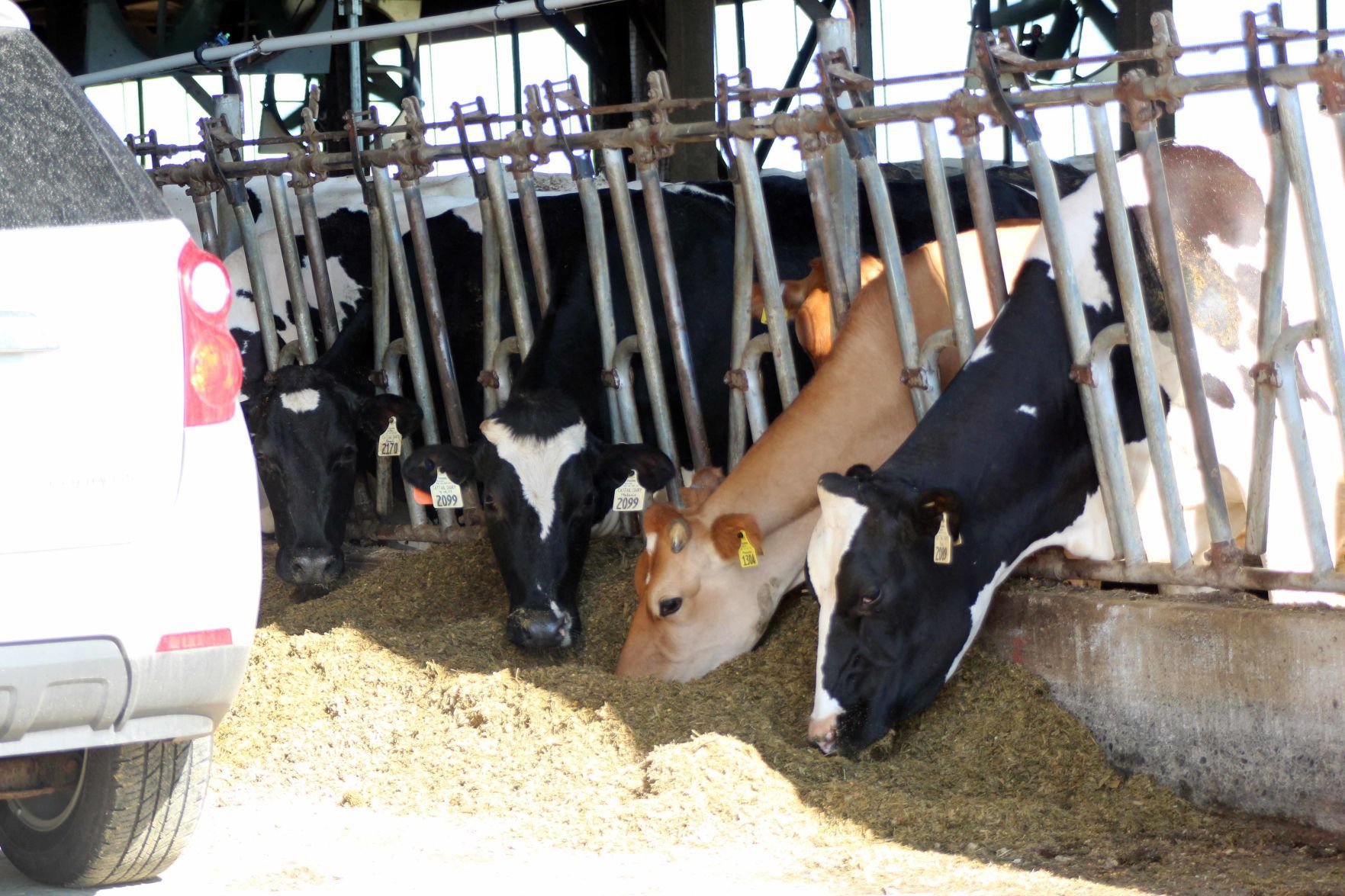 070220-star-gallery-dairy022.jpg